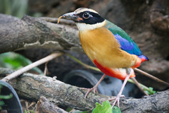 Pitta moluccensis