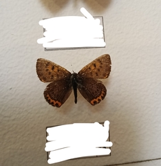 Lycaena helle