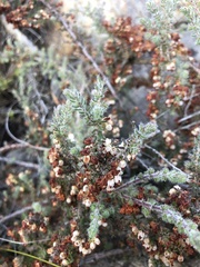 Ericaceae