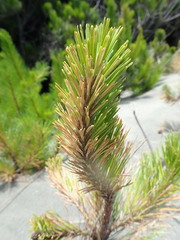 Pinus radiata