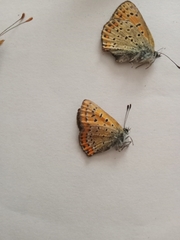 Lycaena helle