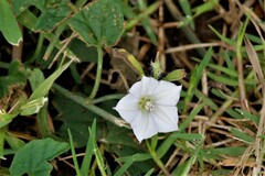 Ipomoea plebeia