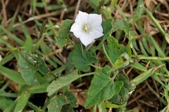 Ipomoea plebeia