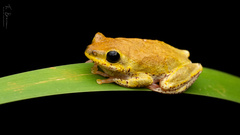 Hyperolius marginatus