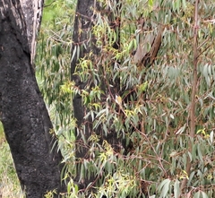 Melithreptus lunatus