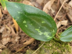 Smilax glabra