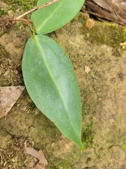 Smilax glabra