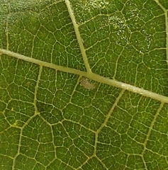 Psyllobora vigintimaculata