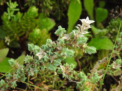 Crucianella maritima