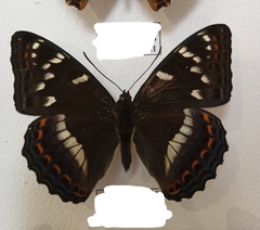Limenitis populi