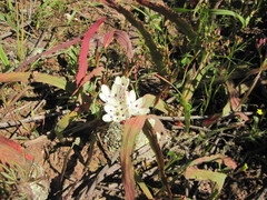 Codonorhiza fastigiata