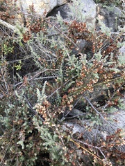 Ericaceae