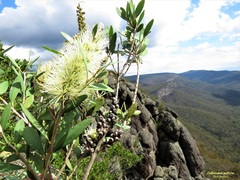 Melaleuca pallida