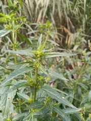 Mercurialis annua