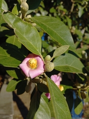 Lagunaria