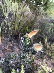 Podalyria hirsuta