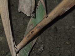 Technomyrmex albipes