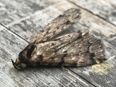 Mimaglossa nauplialis