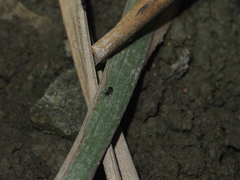 Technomyrmex albipes