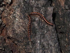 Helicorthomorpha holstii