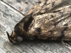 Mimaglossa nauplialis