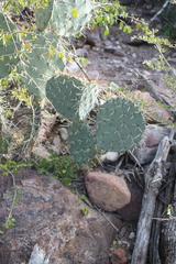 Opuntia discata