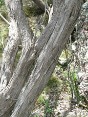 Melaleuca pallida