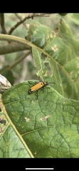 Chauliognathus flavipennis