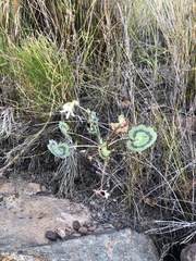 Pelargonium tabulare
