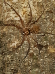 Sparassidae