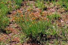 Lasiosiphon rubescens