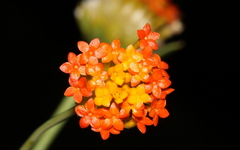 Lasiosiphon rubescens