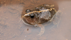 Phrynobatrachus natalensis