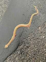 Pituophis catenifer affinis