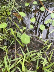 Hydrocotyle verticillata
