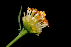 Lasiosiphon rubescens