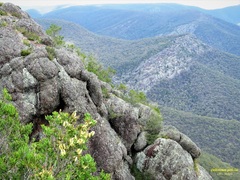 Melaleuca pallida