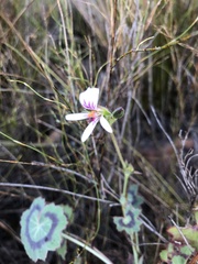 Pelargonium tabulare