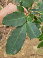 Glycosmis parviflora