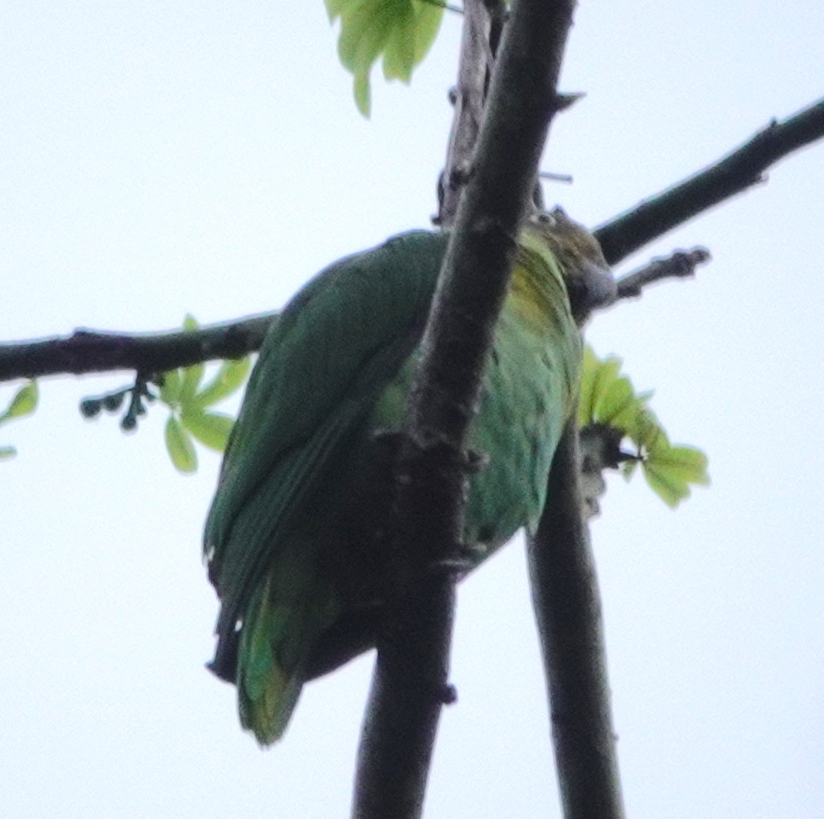 Red-cheeked Parrot illustration