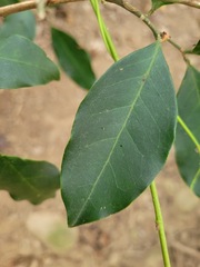 Glycosmis parviflora