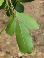 Glycosmis parviflora