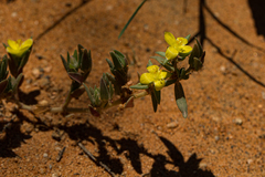 Portulaca