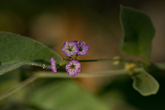 Commicarpus