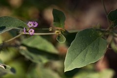 Commicarpus