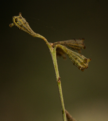 Commicarpus