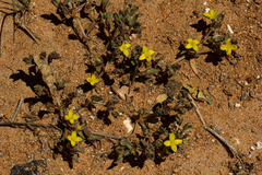 Portulaca