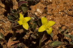 Portulaca