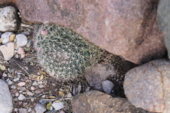 Mammillaria meiacantha