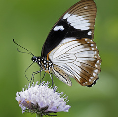 Papilio dardanus